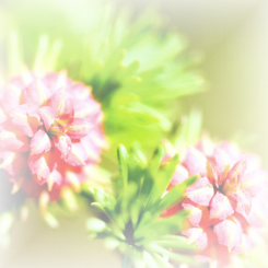 Fleurs de Bach - Mélèze